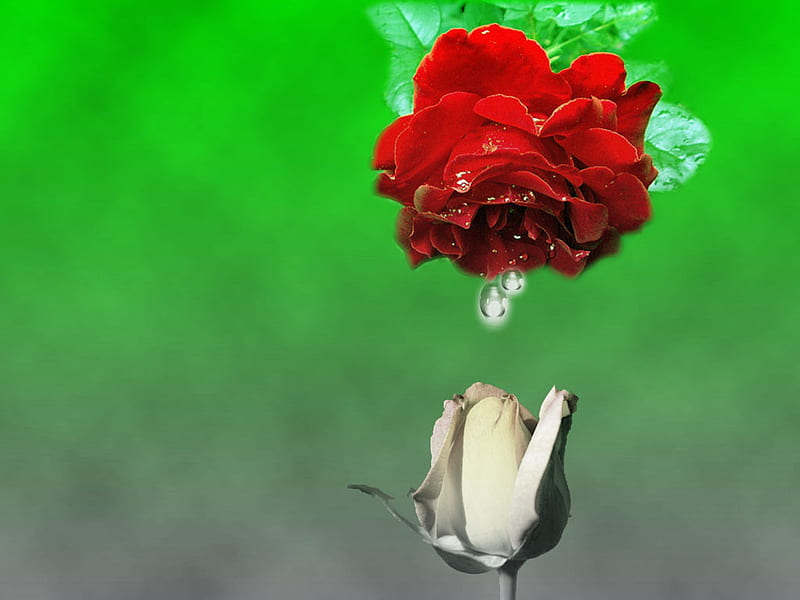 Droplets, red, green, rose, flower, HD wallpaper