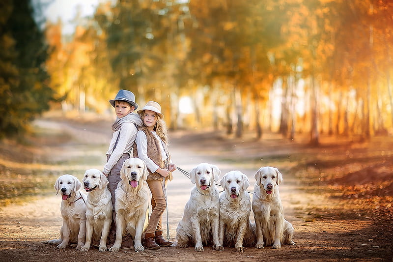 Children and dogs, autumn, irina nedyalkova, yellow, children, golden retriever, boy, girl, copil, couple, puppy, dog, HD wallpaper