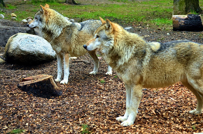 My visit at the Wolfpark, predator, wildlife, Grey Wolves, wolf, HD wallpaper