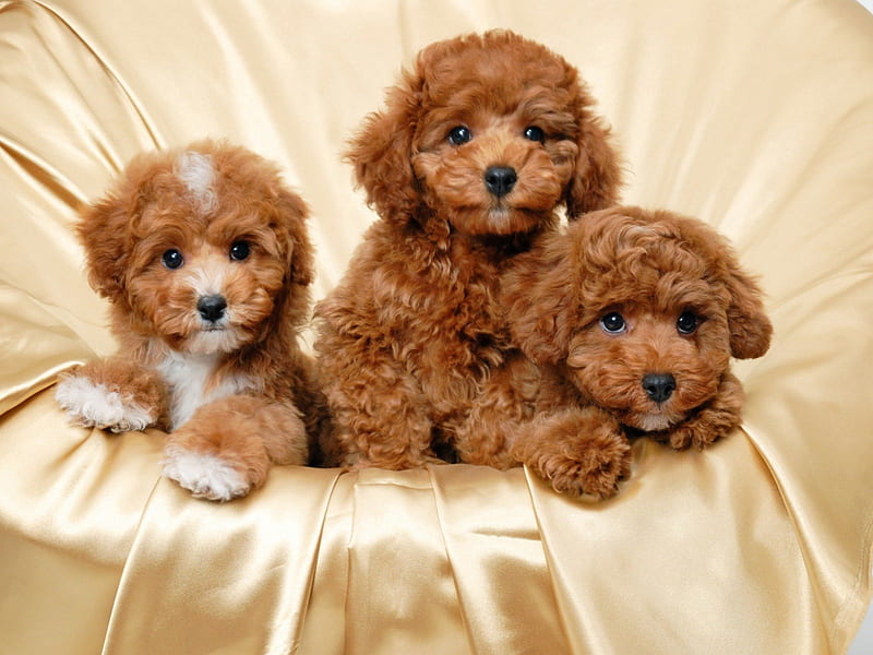 HD cute three puppies wallpapers | Peakpx