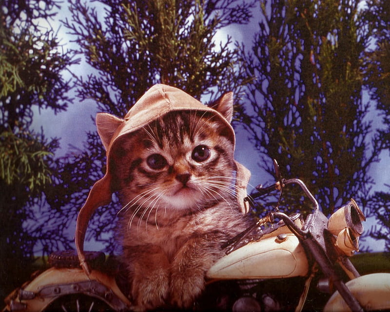 A kitten on a motorcycle, feline, hamlet, kitten, motorcycle, HD wallpaper