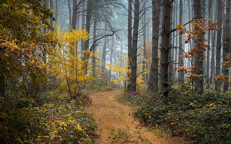 Path in Autumn Forest, path, forest, autumn, trees, HD wallpaper | Peakpx