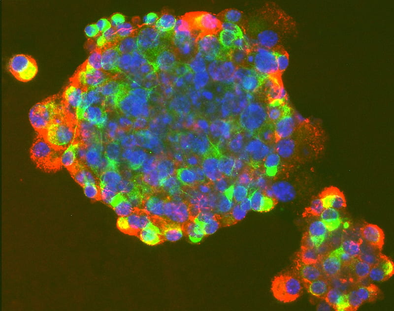 Stem Cells, cell, globular, stem, fluorescent, HD wallpaper