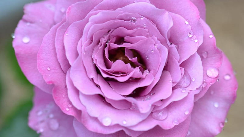 Soft Purple Rose, purple, rose, flower, nature, soft, petals, layers, gorgeous, HD wallpaper