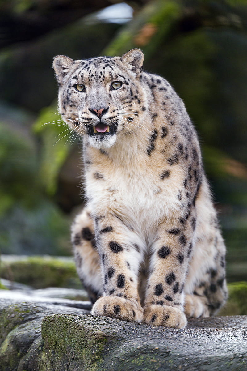 snow leopard, predator, big cat, fangs, stone, HD phone wallpaper
