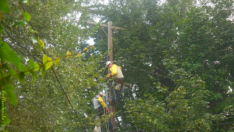 Power Repair In my Backyard, power pole, trees, men working, utility pole, wires, HD wallpaper