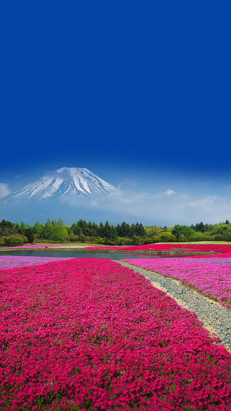Fuji, blue, color, colorful, flower, mountain, red, sky, vivo x5, HD phone wallpaper