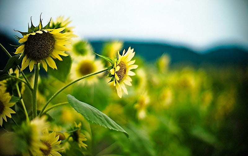 Young Sunflowers, leaves, sunflowers, green, flowers, yellow, nature, petals, stem, HD wallpaper