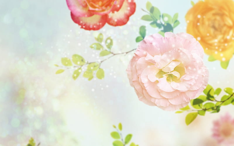 Carnations, red, orange, carnation, texture, garoafe, flower, claveles, pink, blue, HD wallpaper