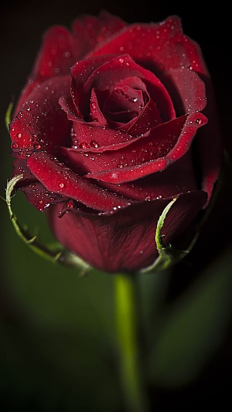 Red Rose, HD phone wallpaper