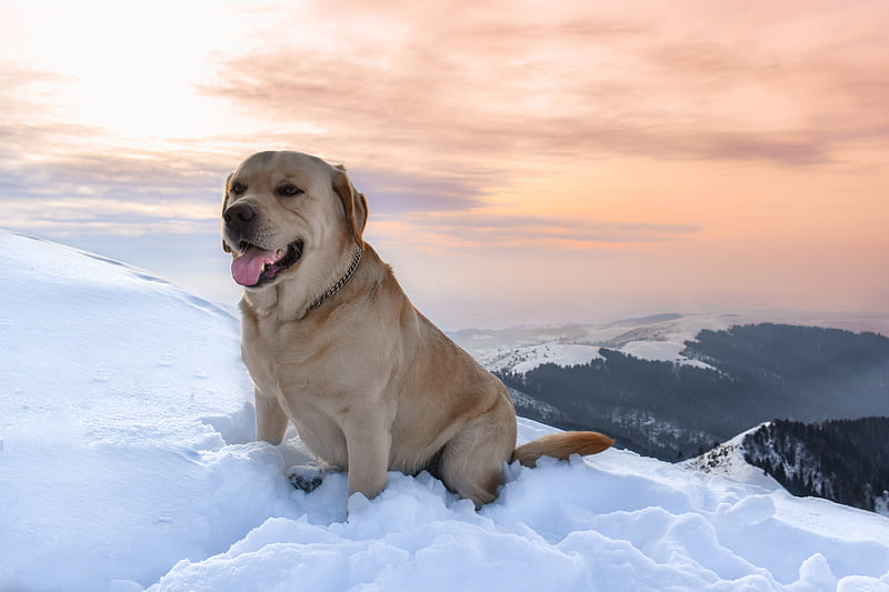 labrador, dog, snow, mountains, HD wallpaper