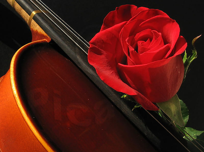 A touch of love, red rose, violin, graphy, romantic, music, love ...