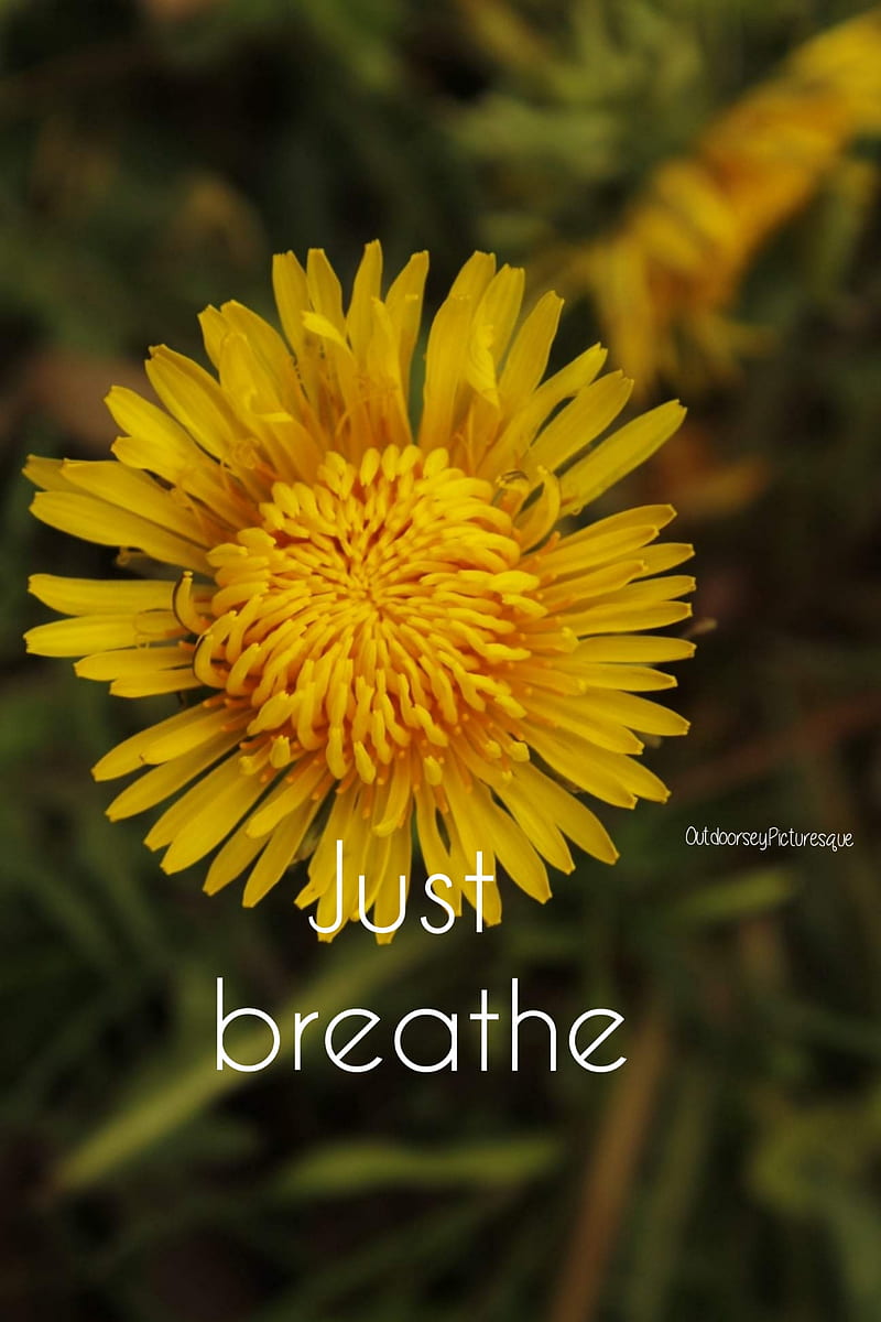 Tumblr  Just Breathe quotes Inspirational HD phone wallpaper  Pxfuel