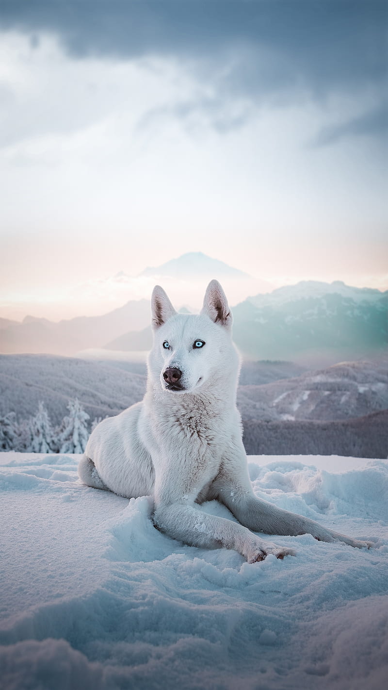 The White Wolf, snow, HD phone wallpaper