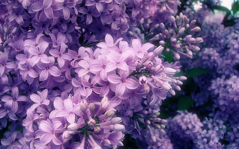 purple lilacs, purple, flowers, garden, nature, spring, lilacs, HD wallpaper