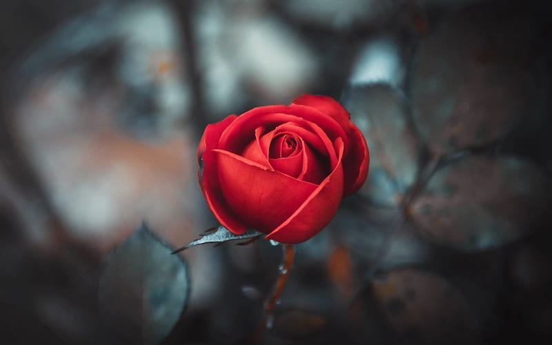 roses, flower, chervona troyanda, red rose, rose, HD wallpaper