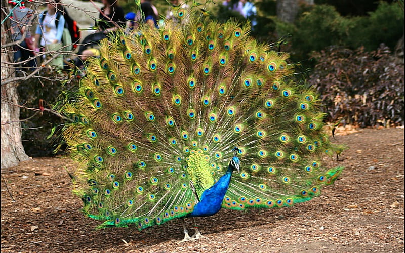 Peacock in Full Plumage, Peacock, Colorful, Feathers, Animals, Birds, HD wallpaper