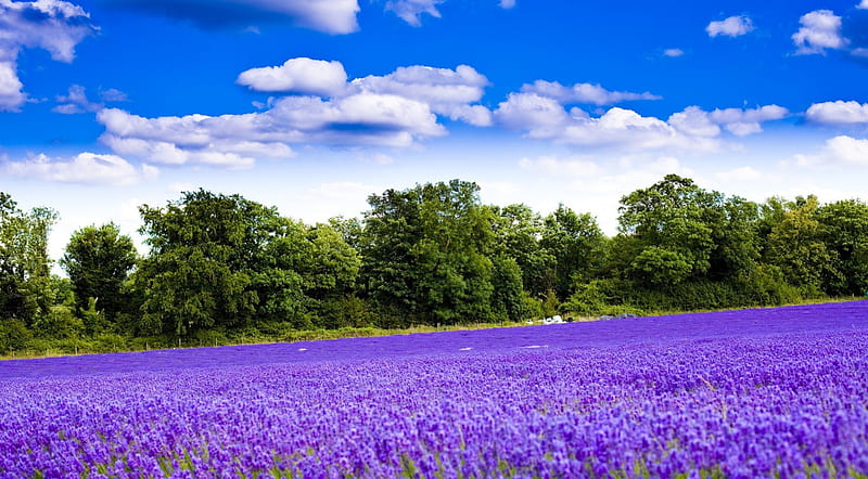 River of Lavender, lavender, clouds, landscape, cenario, nice, scenario, flowers, beauty, paisage, rivers, paysage, cena, sky, trees, peisaje, panorama, cool, purple, awesome, violet, white, landscape, scenic, bonito, carpet, trunks, leaves, green, fields, scenery, blue, amazing, view, magenta, colors, leaf, paisagem, petals, nature, branches, natural, scene, HD wallpaper