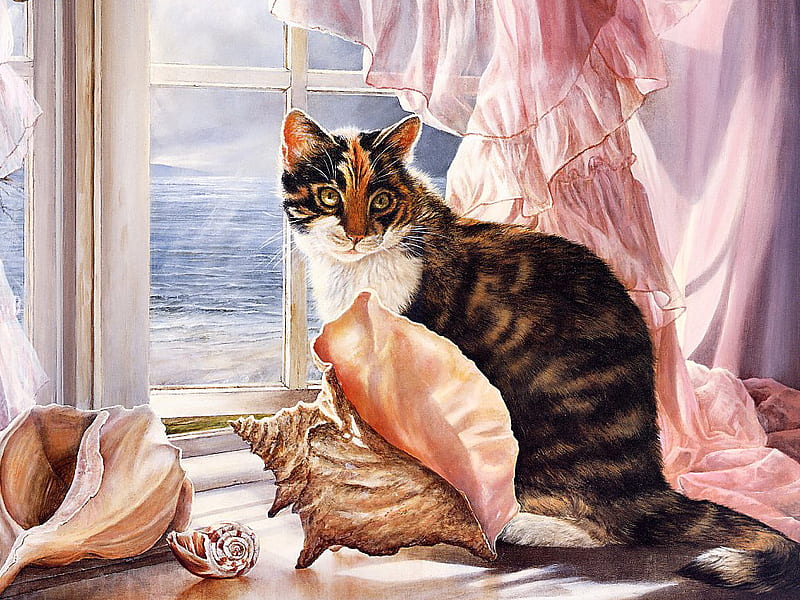 Seaside ( For TAM ), curtain, shells, window, cat, HD wallpaper