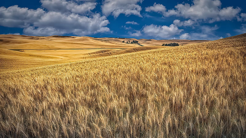 Closeup View Of Wheat Field Desert Under White Clouds Blue Sky Nature, HD wallpaper