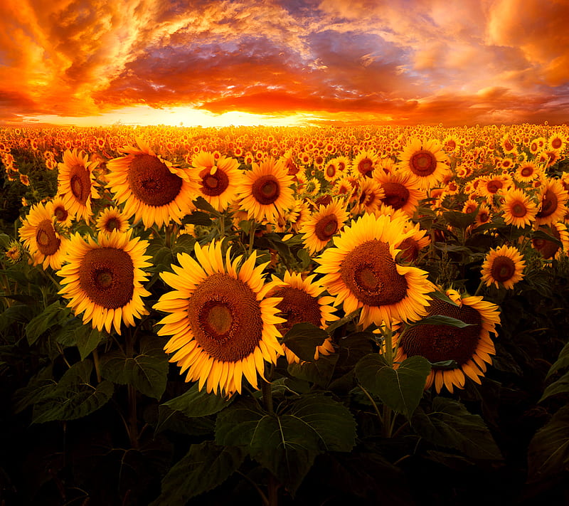 Sunflowers, sunset, HD wallpaper | Peakpx