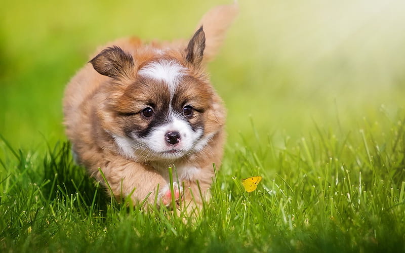 Small puppy, cute animals, dog, green grass, running puppy, HD wallpaper