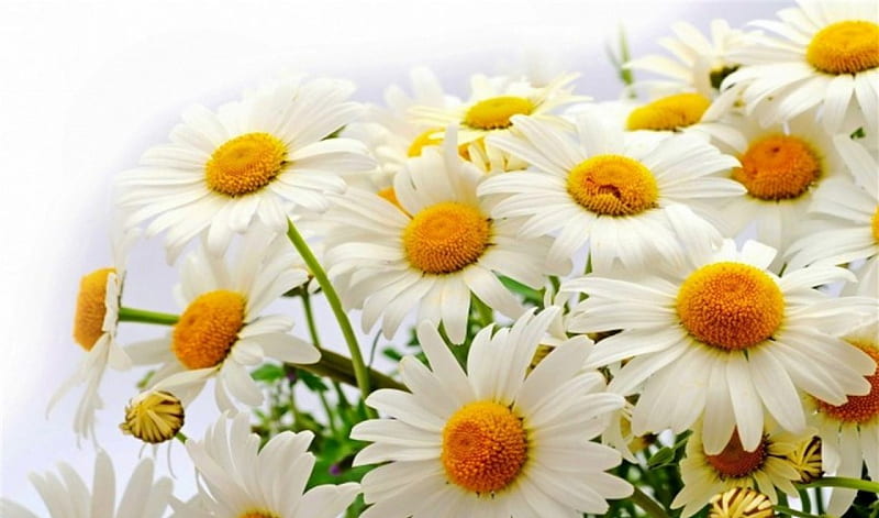 Margaritas, stunning, bonito, white background, daisies, splendor awesome, flowers, nature, white, HD wallpaper