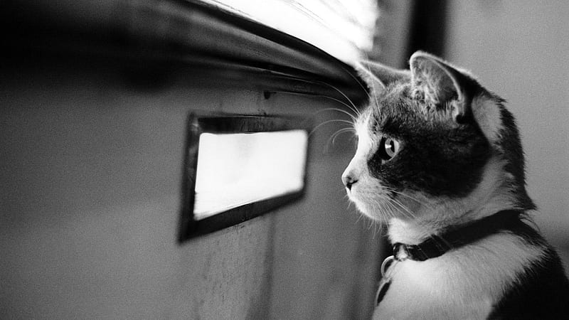 waiting cat-Cute pet cat, HD wallpaper