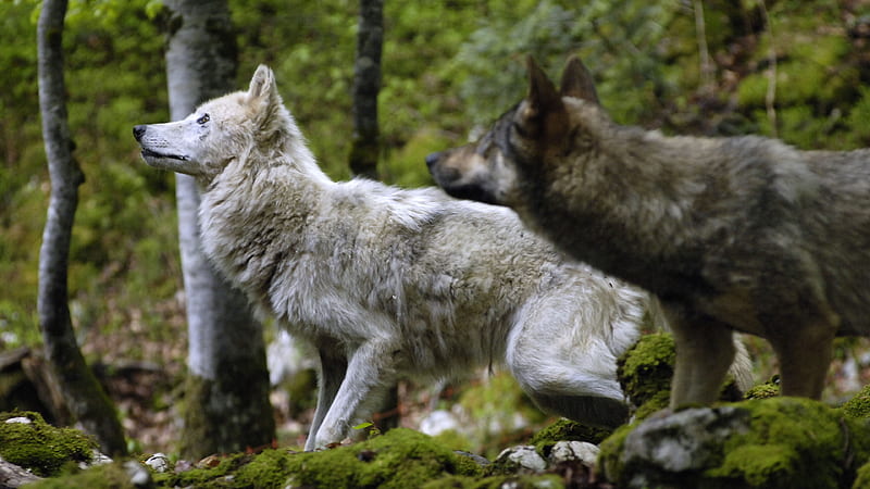 Animal Black And White Wolves Animals, HD wallpaper