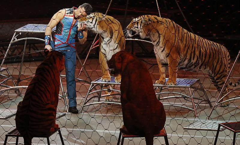 Trainer hugs tiger at final circus performance, Hugs, Tiger, Final circus show, Trainer, HD wallpaper