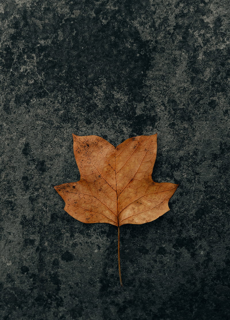 leaf, brown, dry, autumn, HD phone wallpaper