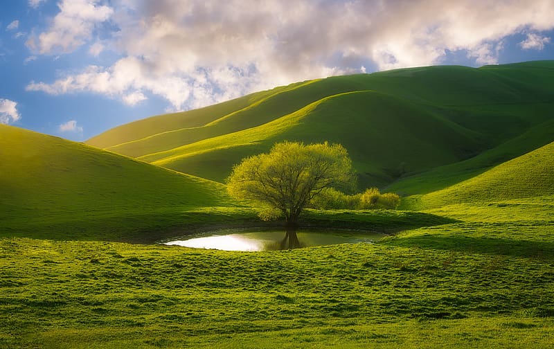 Nature, Trees, Grass, Tree, , Hill, Greenery, HD wallpaper Nature, Trees, Grass, Tree, , Hill, Greenery, HD wallpaper