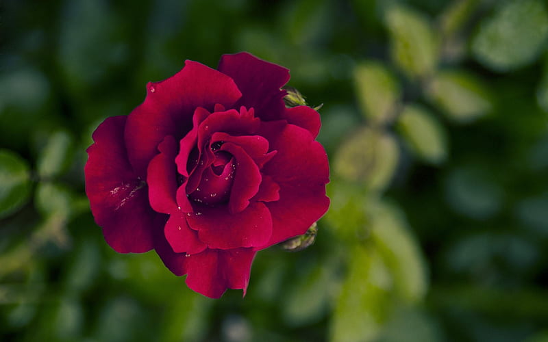 Red Roses-Nature plant, HD wallpaper | Peakpx