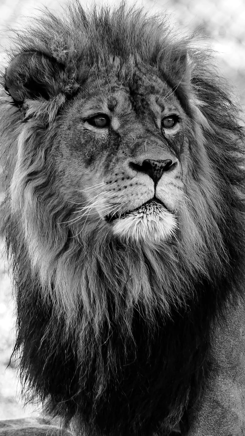 Sher Ka , black and white lion, black and white, lion, animal, HD phone wallpaper