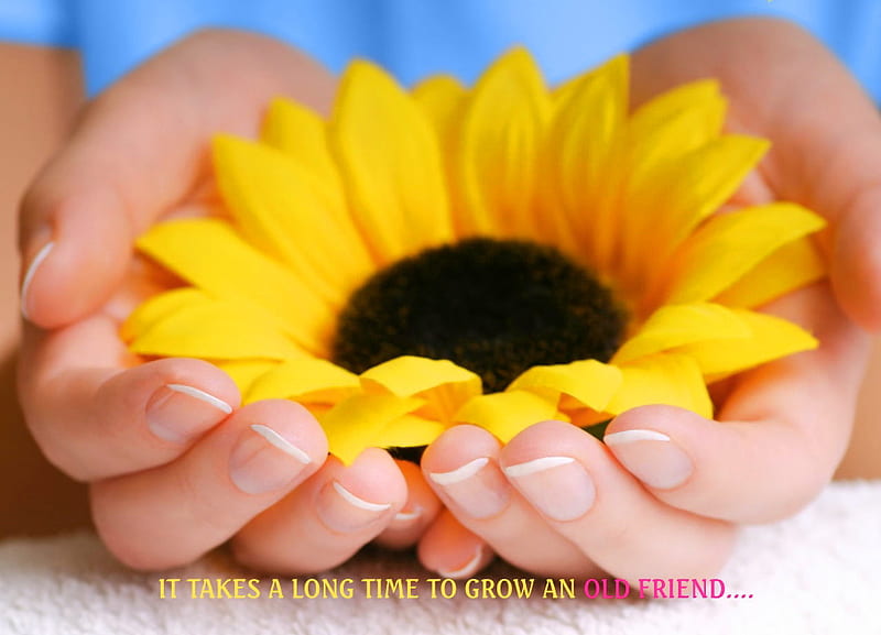 It takes a long time to grow an old friend, hands, friend, black, yellow, sunflower, HD wallpaper