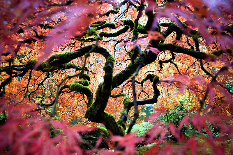 Japanese Maple Tree, tree, park, japanese, maple, HD wallpaper