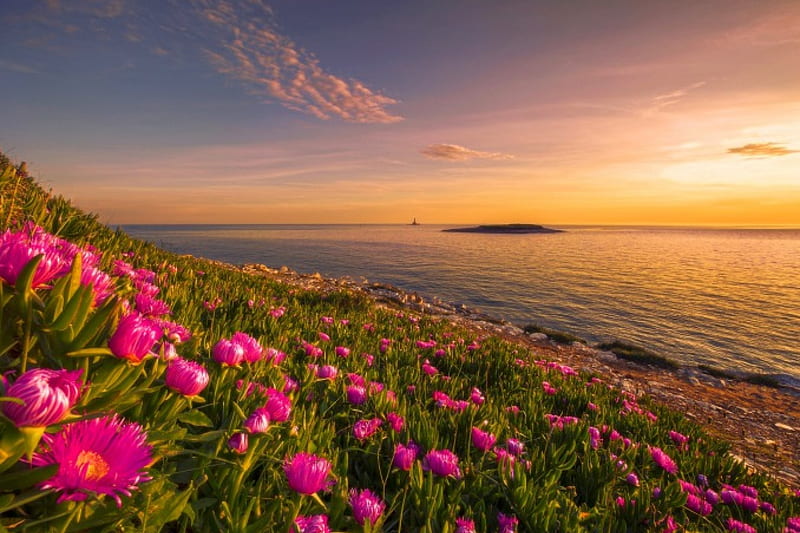 Flowers At Sunset, beach, green, flowers, bonito, sunset, pink, coast, sea, HD wallpaper