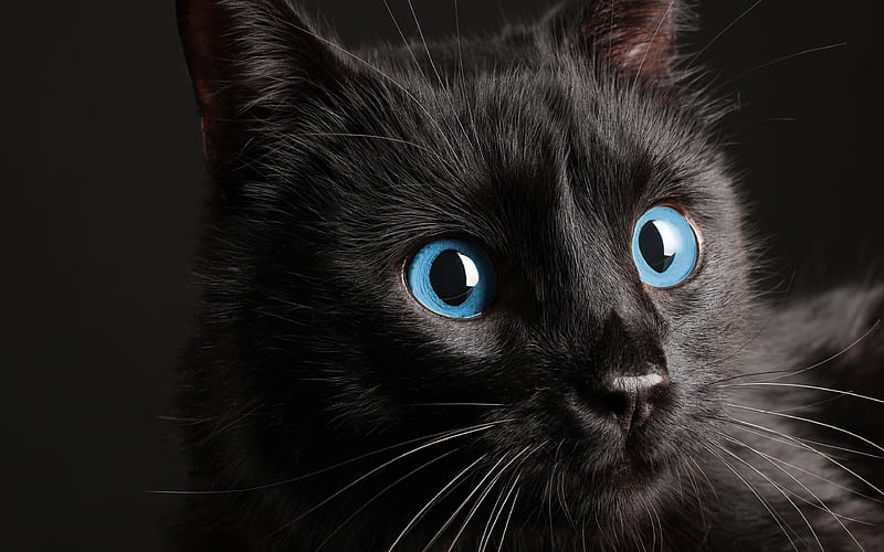 black cat, blue eyes pets, cats, HD wallpaper