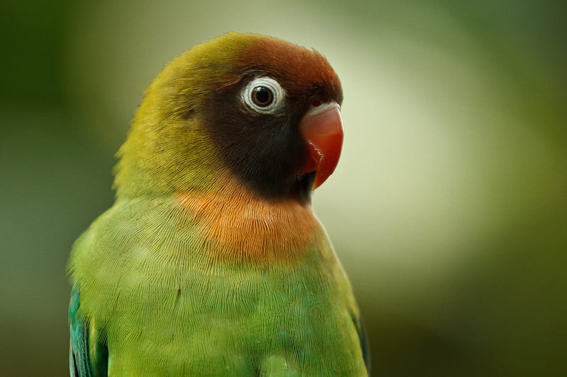 black-cheeked lovebird, lovebird, parrot, bird, beak, HD wallpaper
