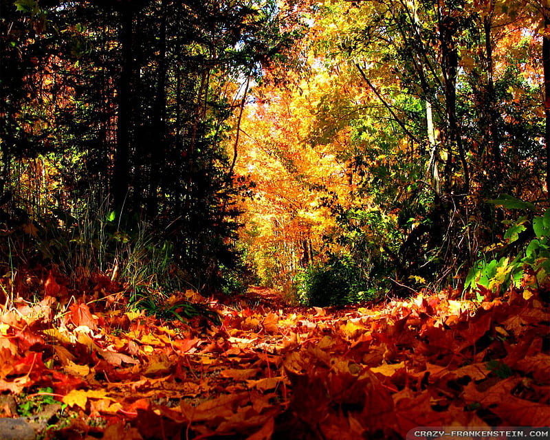 Fall Season, fall, forest, nature, season, HD wallpaper | Peakpx