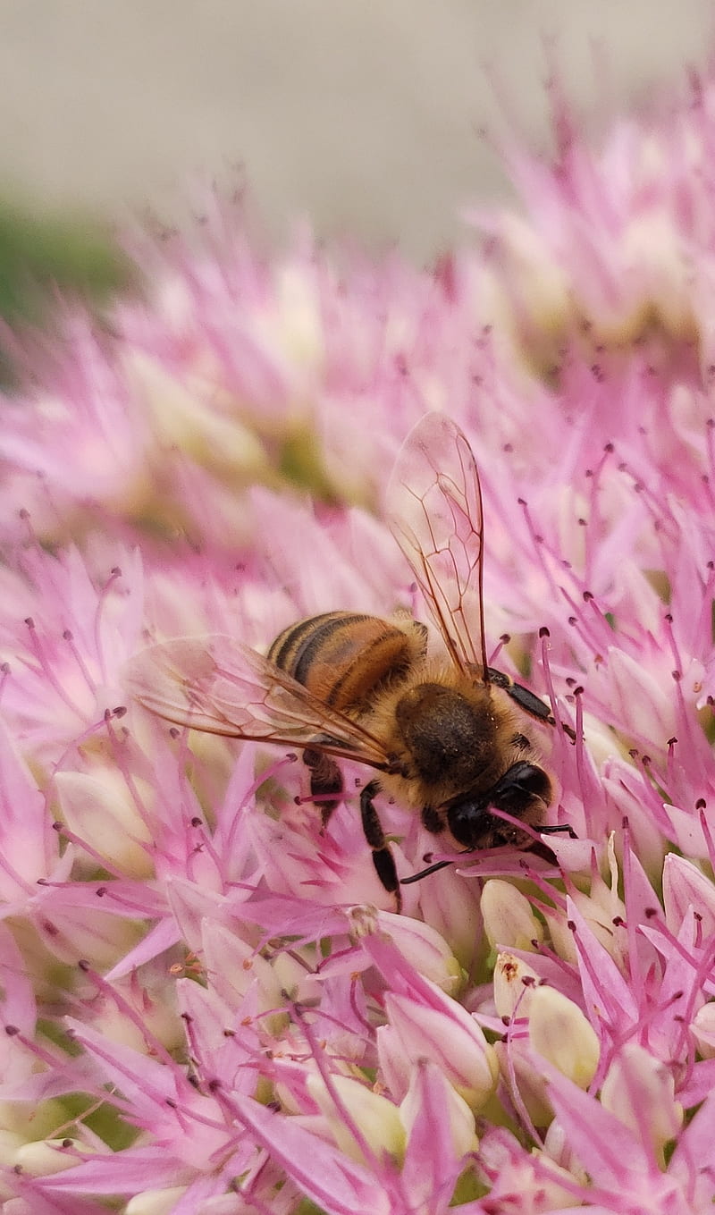 Bee, bees, cottagecore, nature, pink, pollinators, purple, HD phone wallpaper