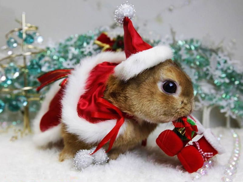 Bunny Santa, decoration, cape, funny, artwork, hat, HD wallpaper