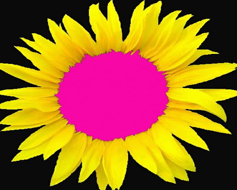 Sunflower Baby, sun, labrano, black, yellow, sunflower, abstract, happy, gizzzi, techno, flower, neon, sunshine, pink, HD wallpaper