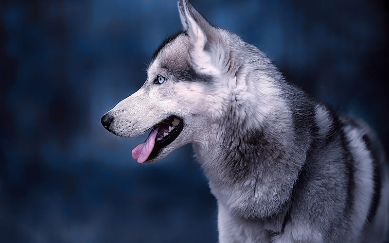 1920x1080px, 1080P free download | Siberian Husky, gray dog, winter ...