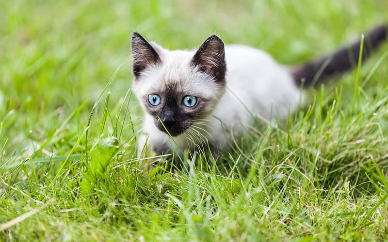 Siamese, lawn, pets, kitten, cute animals, cats, Siamese Cat, HD wallpaper