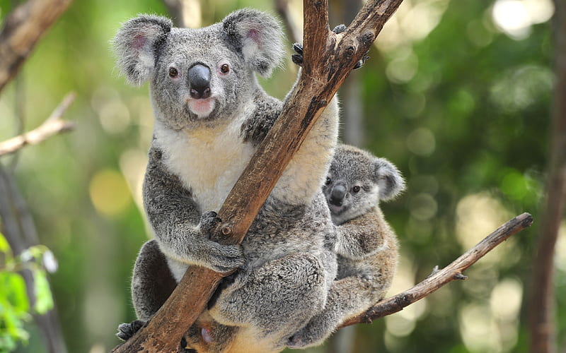 Koala Mother with Baby, Baby, Koala, Mother, With, HD wallpaper