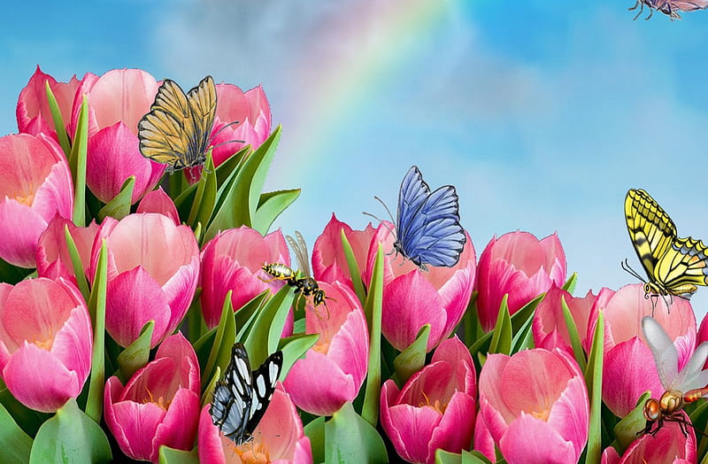 Tulips with butterfly, skies, butterfly, rainbow, tulips, tulip, HD