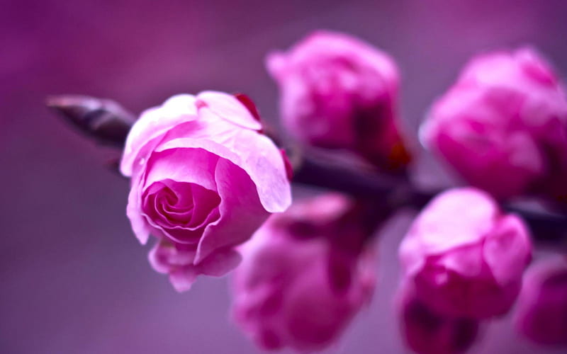 Rose Pink-flowers graphy, HD wallpaper