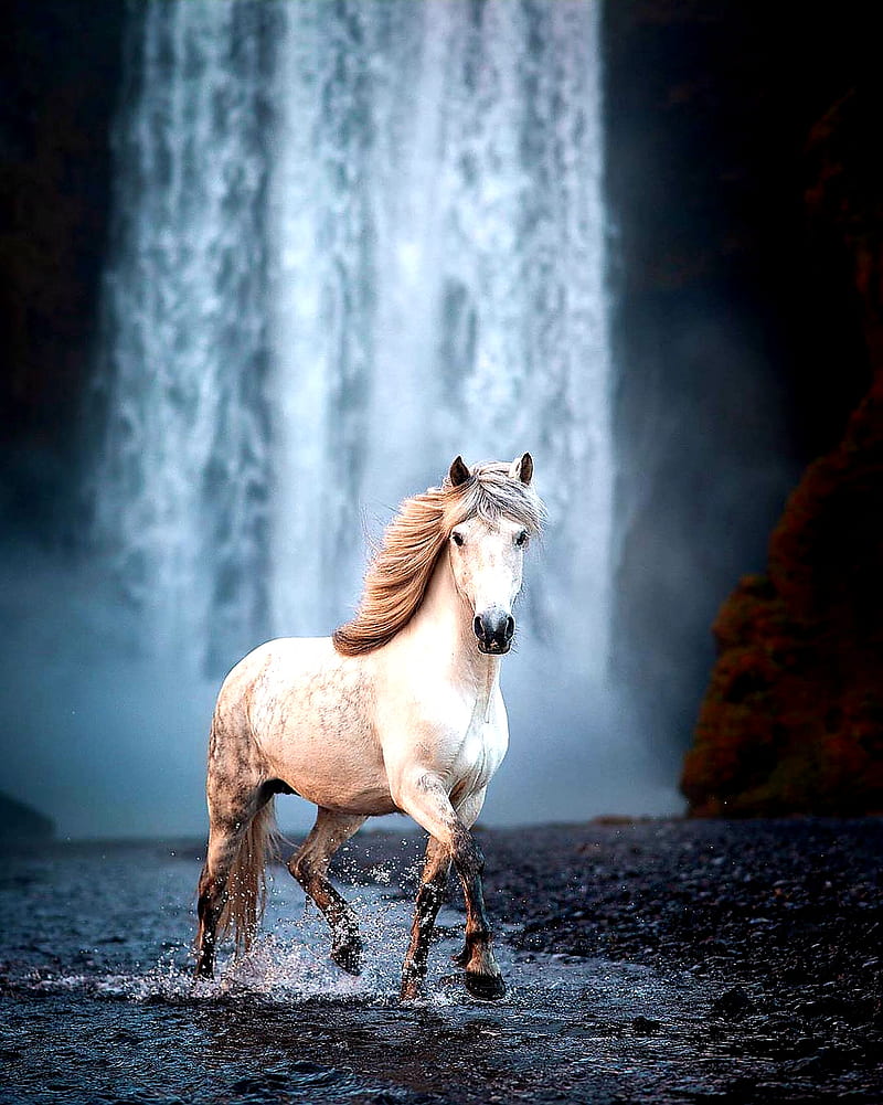 Moath bataineh, art, horse, horses, theme, unicorn, west, white, wild, HD phone wallpaper