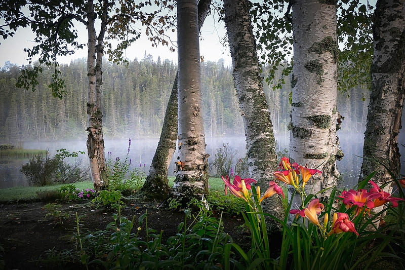 nature, trees, fog, beauty, flowers, birch, HD wallpaper